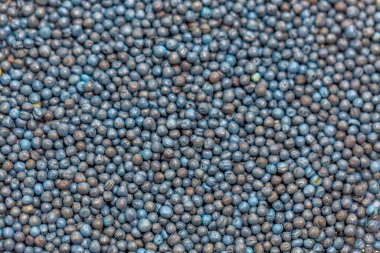 Makro. Laboratuvardaki bir petri kabında işlenmiş mavi kolza tohumu tohumları.