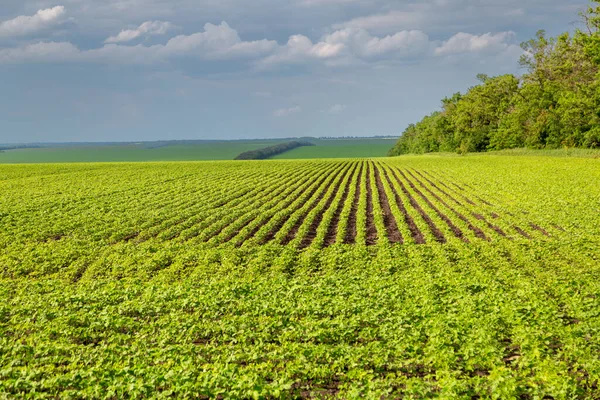 Sójové pole zrající na jaře, zemědělská krajina — Stock fotografie
