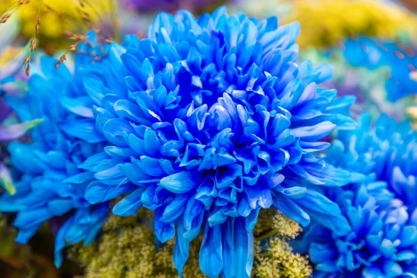 국화꽃, 자줏빛을 띤 푸른 꽃 — 스톡 사진
