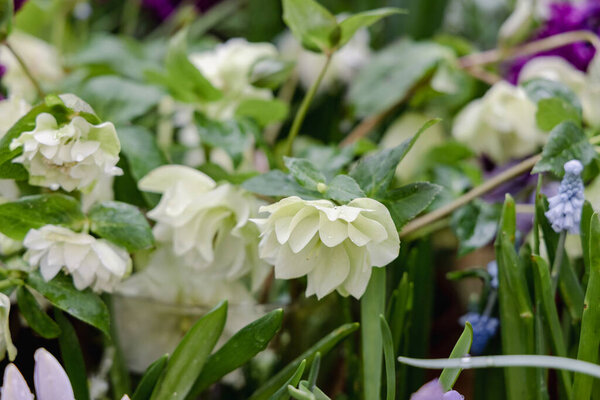 Helleborus orientalis Double Ellen White blossoms in the garden in spring