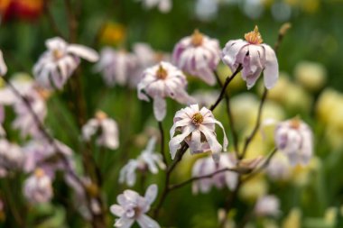 Yakın plan çiçek açan manolya stellata çalısı pembe