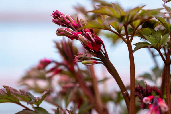Dicentra spectabilis Valentine flowering plant in springtime garden, romantic flowers, red leaves — Stock Photo, Image