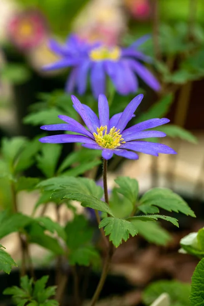 春の庭にはアメノネモサブルークイーンの花 — ストック写真
