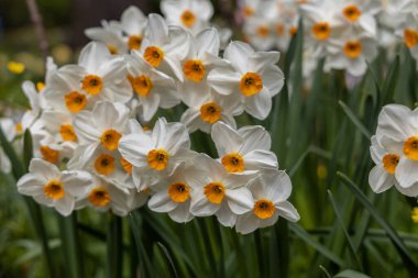 Narcissus Geranium baharda bahçede çiçek açar.