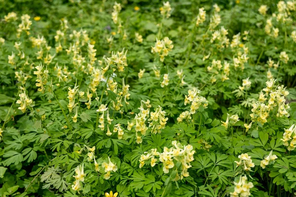 Corydalis Lutea, Нежные желтые трубчатые цветы с кружевной листвы — стоковое фото