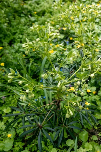 Helleborus foetidus groeit en bloeit in het voorjaar in de tuin — Stockfoto