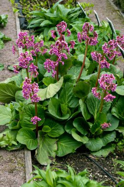 Badan Bergenia Crassifolia 'nın Mayıs ayında çiçek açan bir çiçek tarhında yakın çekimi