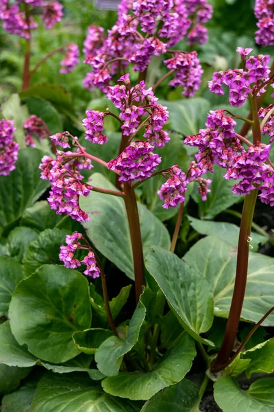 Primer plano de Badan Bergenia crassifolia floreciendo en un macizo de flores en mayo — Foto de Stock