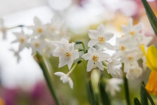 Narcissus Paperwhite Ziva sonbaharda bahçede çiçek açar.