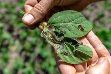 Bir çiftçi eli, Vanessa Cardui burdock tırtılı ile hasarlı bir soya fasulyesi yaprağı gösteriyor.