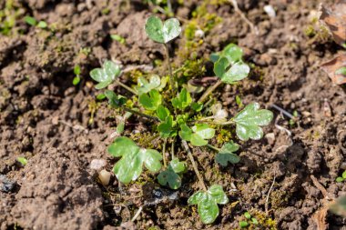 Barbara bahçede sıradan fideler