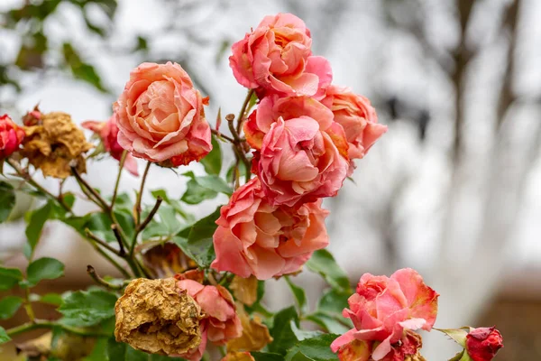 Τριαντάφυλλο μπουμπούκι που χτυπήθηκε από τον πρώτο φθινόπωρο πάγου — Φωτογραφία Αρχείου