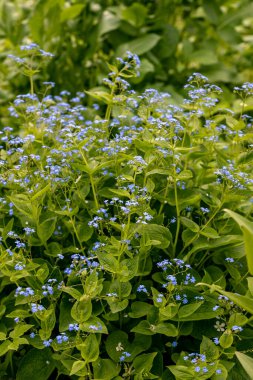 Brunnera macrophylla. Büyük yeşil yapraklar ve küçük mavi çiçekler ile çiçeklenmesürekli çalılıklar oluşturmuştur.