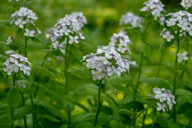 Lunaria rediviva bitki yaygın olarak yıllık dürüstlük olarak bilinen