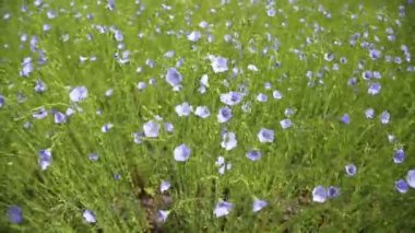 Kırsalda çiçek açan keten tarlası. Tarım, keten yetiştirme.