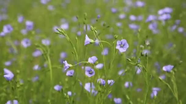 Campo di lino che fiorisce in una campagna. Agricoltura, la coltivazione del lino — Video Stock