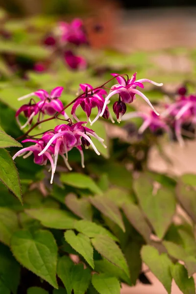 Epimedium Fukujuji close up flowered pink blossoms in the garden in spring — Stock Photo, Image