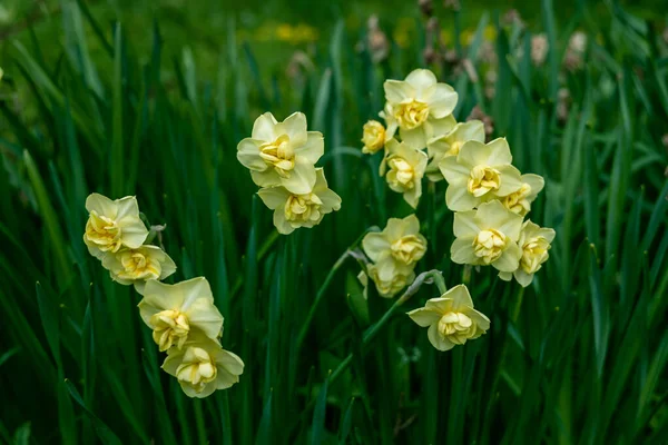 Narcissus poeticus amarillo La alegría florece en el jardín en primavera. — Foto de Stock