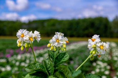 Patates hasadının beyaz çiçeğini kapat.