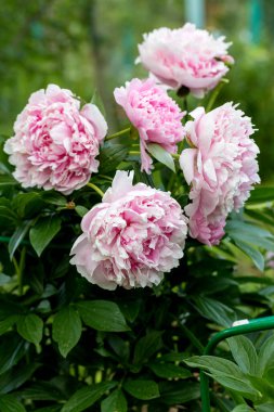 Paeonia laktiflora Sarah Bernhardt yaz bahçesinde çiçekler