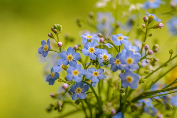 Myosotis alpestris-alpejski Forget-me-nie — Zdjęcie stockowe