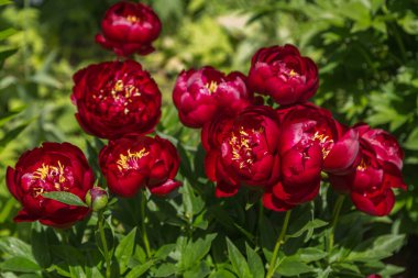 Herbaceous Peonies Buckeye Belle çiçek bahçesinde