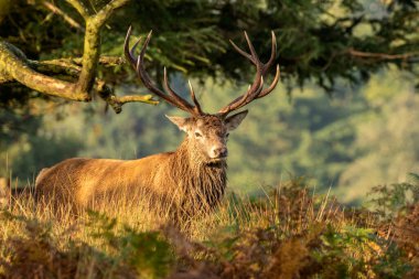 Gün doğumunda kızıl geyik.