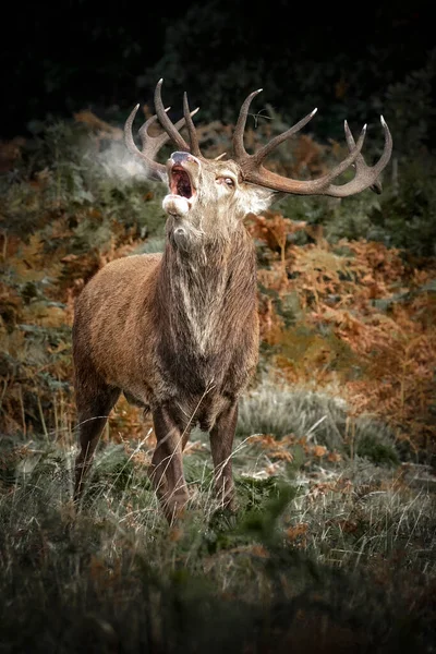 Red Deer Stag Frost — Stock Photo, Image