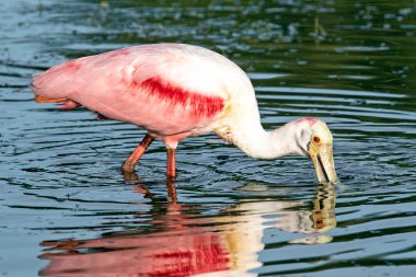 Roseate Spoonbill üreme tüyleri, Riverbend Park Florida 'da bir gölette besleniyor.