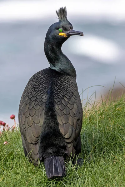 苏格兰隆加岛繁殖羽毛的欧洲披头士 — 图库照片