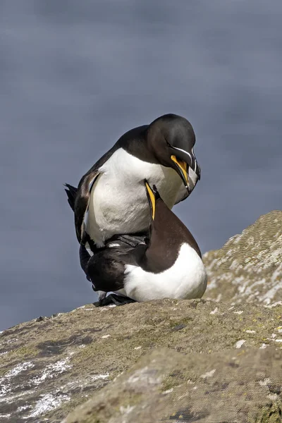 Paar Rasiervögel Paaren Sich Auf Der Insel Lunga Schottland — Stockfoto