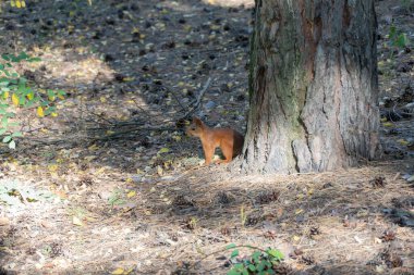 Ormanda güzel kürkü ve tüylü kuyruğu olan meraklı bir sincap. Doğadaki küçük sevimli kemirgen fındık arıyor. Vahşi hayatta hayvanlar..