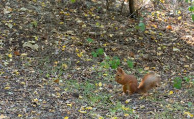 Ormanda güzel kürkü ve tüylü kuyruğu olan meraklı bir sincap. Doğadaki küçük sevimli kemirgen fındık arıyor. Vahşi hayatta hayvanlar..