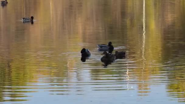 Enten Auf Dem Wasser Aus Nächster Nähe Vögel Wiegen Sich — Stockvideo