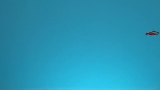 青い背景に水の中に1つの小さな美しい魚の水泳 ネオン魚 — ストック動画