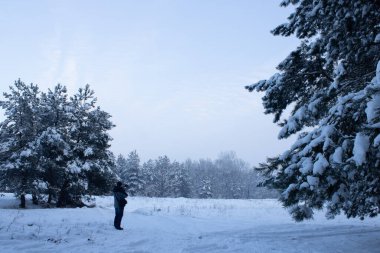Adam kış ormanı karla kaplı bir ormanın fotoğraflarını çekiyor. Soğuk bir akşamda beyaz karlı çam ağaçlarının resmini çek. Hobi Kış Zamanı.