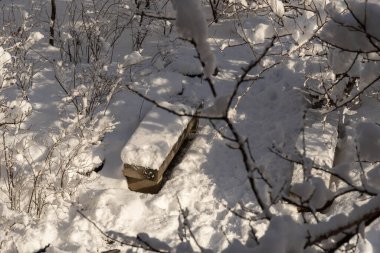Güneşli bir günde ağaçların beyaz karla kaplı olduğu yakın plan. Güzel kış Noel duvar kâğıdı.