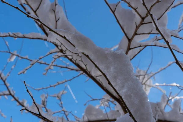 在蓝天的背景上 密密麻麻的树枝上覆盖着白雪 美丽的冬季圣诞壁纸 — 图库照片