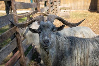 Büyük boynuzları olan iki güzel keçinin yakın çekimi. Artiodactyla tarikatının hayvan memelisi kameraya bakıyor..