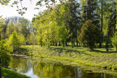 Güneşli bir günde ilkbaharda resim gibi bir doğa. Yeşil, taze çimenler. Sulu yapraklar, akçaağaçlar, söğütler, akasyalar nehrin mavi sularına yansıyor. Parkta panoramik güzel manzara.