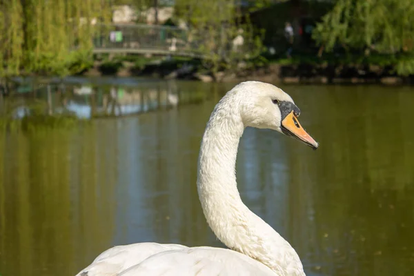 Primer Plano Hermoso Cisne Blanco Elegante Ave Nada Estanque Del —  Fotos de Stock