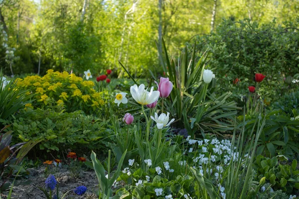 Vackra Blommande Blommor Och Gröna Unga Gräs Pittoresk Natur Våren — Stockfoto