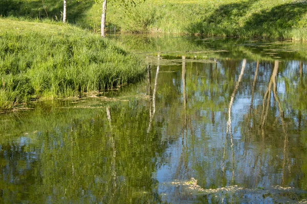 春天里阳光灿烂 自然如画 绿色的小草 多汁的树叶 橡胶树 映衬在河的蓝水里 公园里美丽的全景 — 图库照片