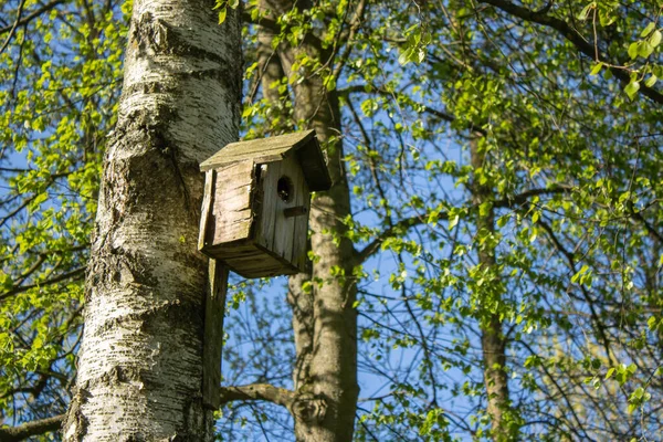 Trä Fågelhus Hängande Från Träd Handgjorda Saftiga Gröna Blad Bakgrunden — Stockfoto