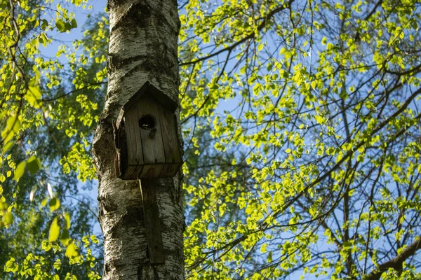 Holzvogelhaus Das Von Hand Baum Hängt Saftig Grüne Blätter Auf — Stockfoto
