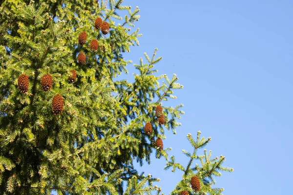 Hoge Takken Groene Sparren Boom Van Dichtbij Bruine Kegels Tegen — Stockfoto