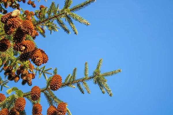 Yüksek Dallar Yeşil Çam Ağacı Mavi Gökyüzüne Karşı Yakın Çekim — Stok fotoğraf