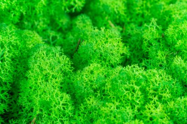 Yakın çekim yeşil yosun dengeli. Modern ekolojik temiz ren geyiği yosunu. Tasarım ve metin için doğal yaratıcı fikir arka planı. İç mekan eko biçimi kavramı.