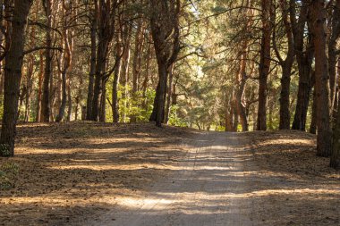 Çam ormanındaki yol.