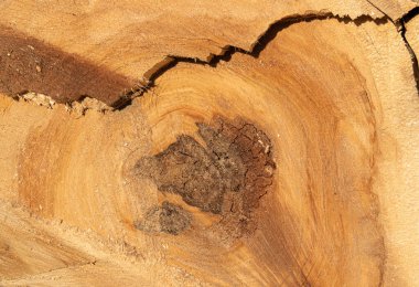 Ağacın kütük dokusu. Ağaç testeresi. L 'nin kesit bölümü